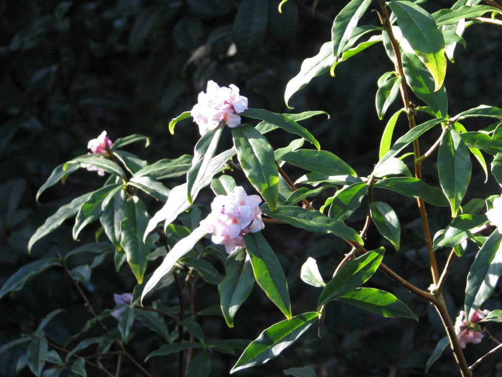 Daphne Bholua by peganum CC BY-SA 2.0