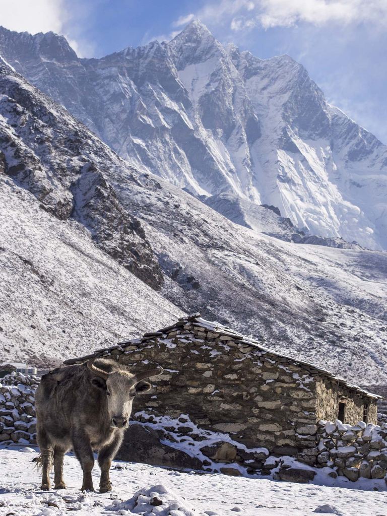 Nepal House with Yak