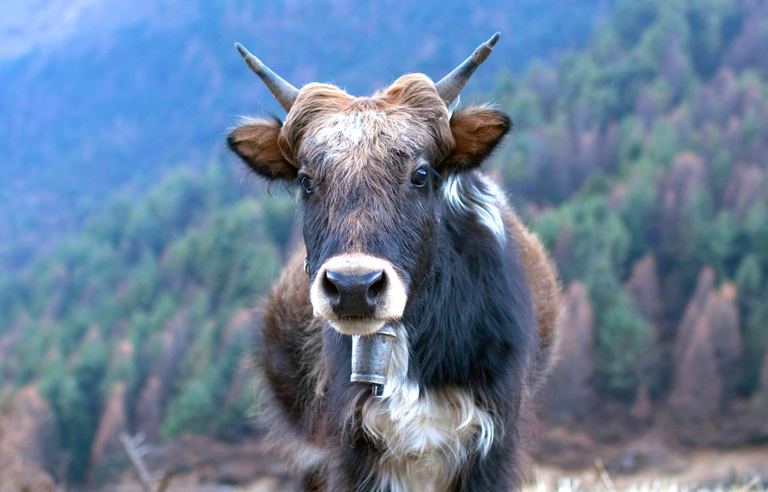A young yak with a bell around its neck on a Himalayan hillside