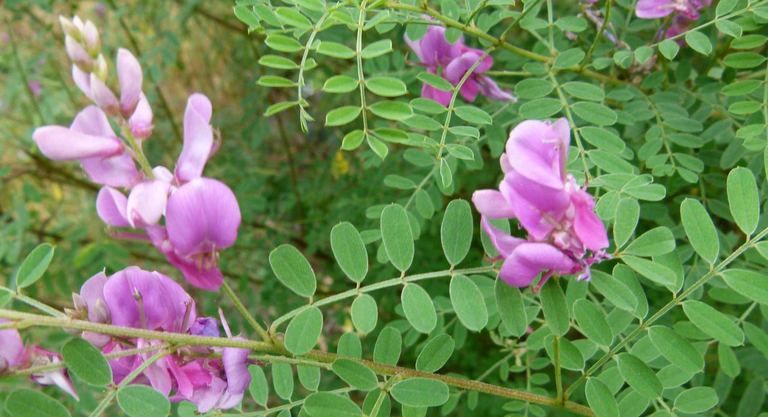 Indigofera