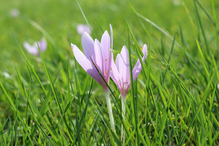 Saffron in Field