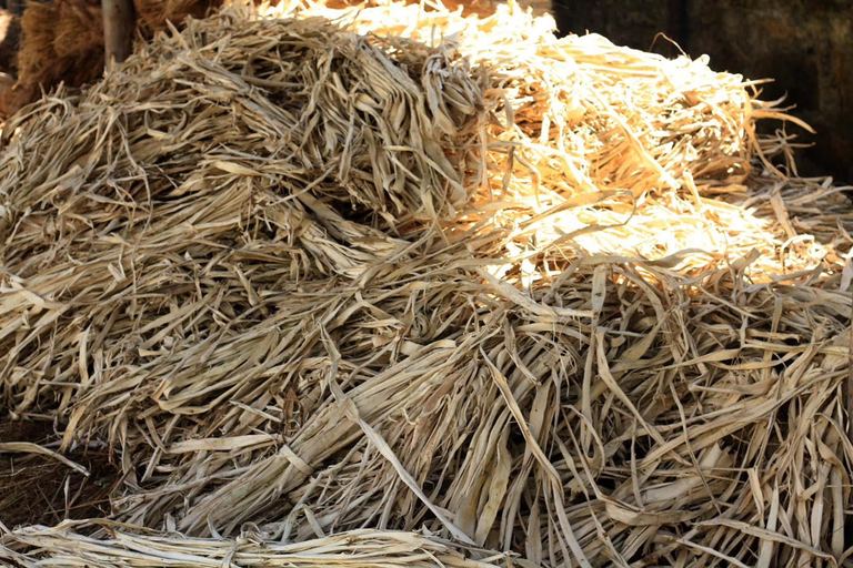 Bark, stripped and dried