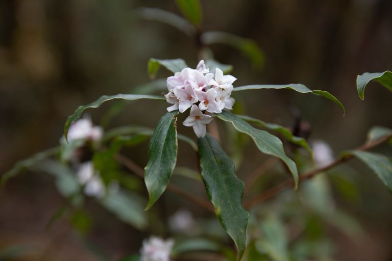 The lokta bush
