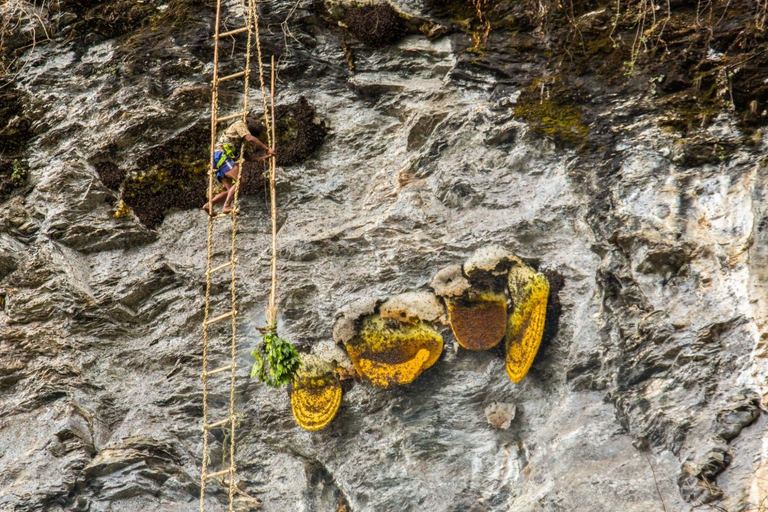 A honey hunter on a rope ladder high on a cliff in Nepal, beside giant golden combs of wild honey bees